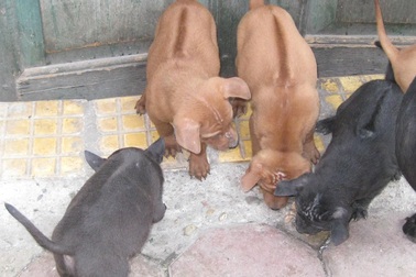 Gặp người bảo tồn và nâng tầm giá trị "vương khuyển"   