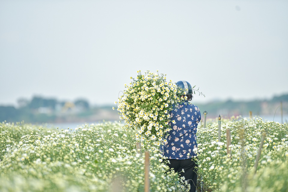 Người Nhật Tân thu bạc triệu mỗi ngày từ cúc họa mi vào mùa - 1 Người Nhật Tân thu bạc triệu mỗi ngày từ cúc họa mi vào mùa - 1