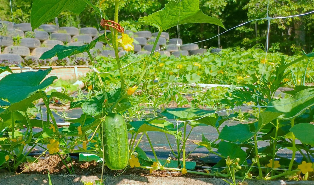 Khu vườn đặc biệt của người phụ nữ Việt lấy chồng thuộc bộ tộc kỳ lạ ở Mỹ - 6 Khu vườn đặc biệt của người phụ nữ Việt lấy chồng thuộc bộ tộc kỳ lạ ở Mỹ - 6