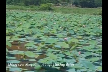 Cánh đồng sen Trà Lý, Đồng Lớn