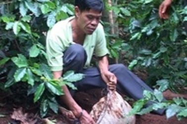 Bắt giữ vụ vận chuyển, tàng trữ hơn 800 kg thuốc bom