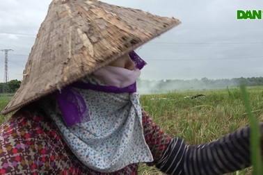 Hà Nội: Nông dân đốt rơm rạ, khói phủ trắng đồng sau vụ gặt