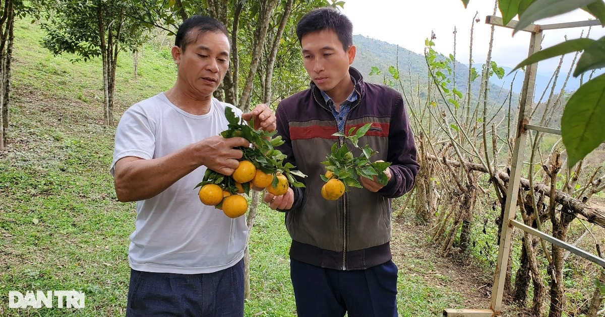 Ông Lai vui khi tự tay thu hoạch thành quả sau hơn 10 năm trồng cam (Ảnh: Hạnh Linh).