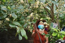 Vườn bưởi đặc sản đang nở rộ hoa, vì sao nông dân lại dùng ni lông trùm kín?