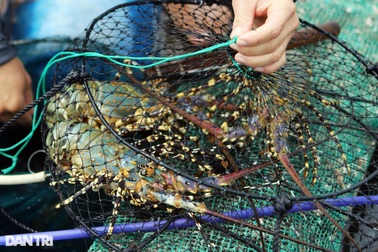 Mỹ áp thuế chống bán phá giá với tôm của Việt Nam