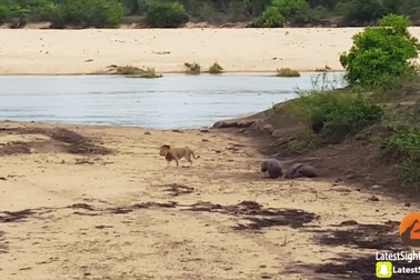 Hà mã con lấy thân mình làm mồi nhử, bảo vệ mẹ khỏi sư tử háu đói