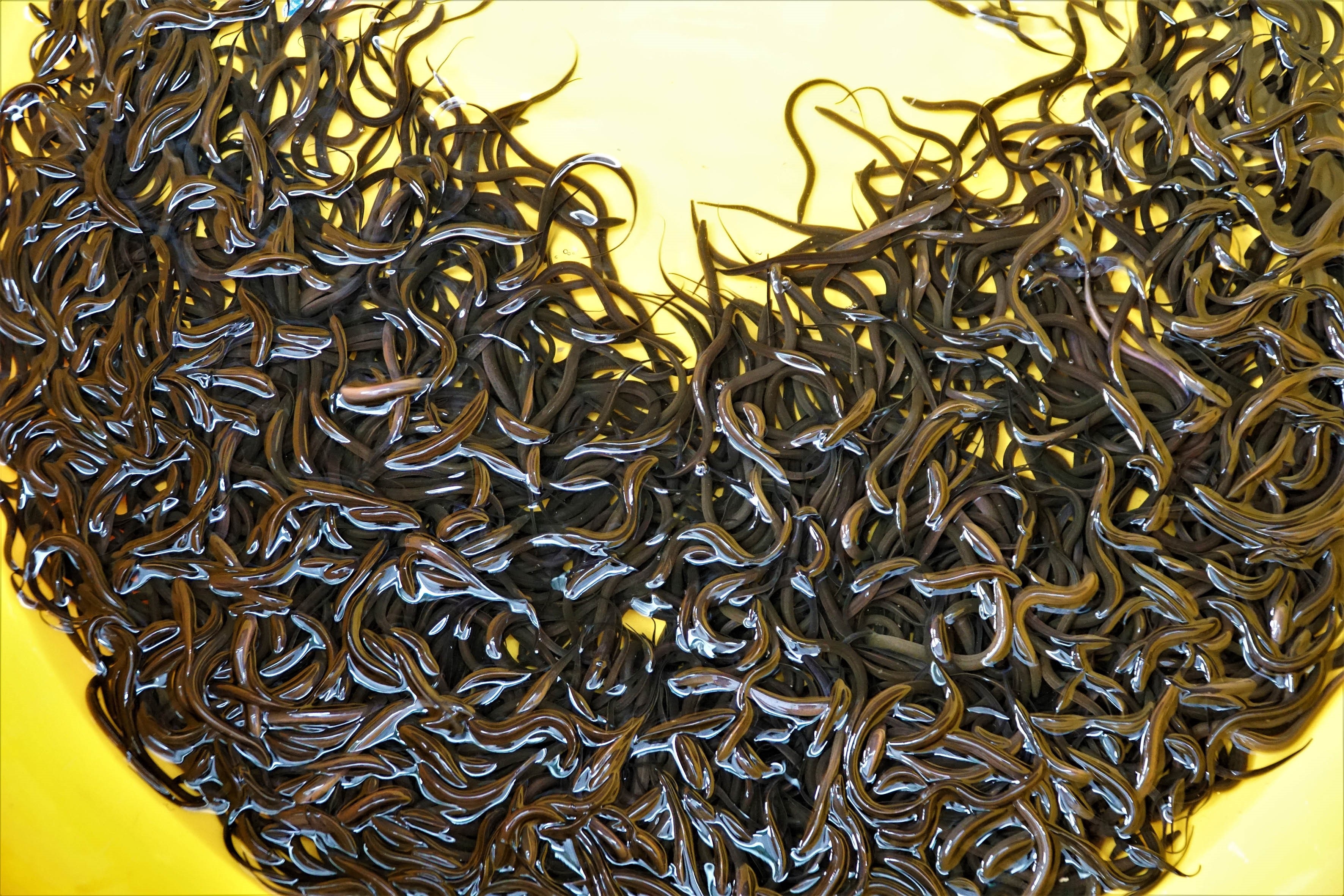 Nuôi lươn không bùn, anh nông dân miền Tây đút túinửa tỷ đồng mỗi năm - 2 Nuôi lươn không bùn, anh nông dân miền Tây đút túinửa tỷ đồng mỗi năm - 2