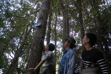 Cây bách tán Đài Loan hơn 200 tuổi được công nhận Cây Di sản