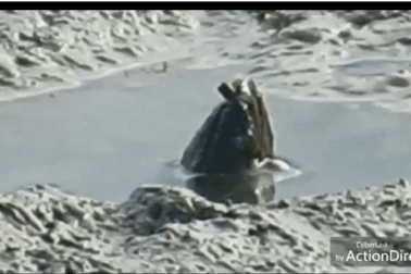 Sinh vật kinh dị trồi lên từ đầm lầy Australia