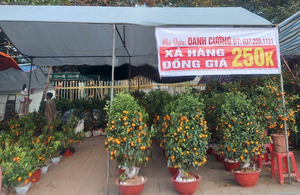 Đào, quất đại hạ giá vẫn thưa thớt khách mua - 1 Đào, quất đại hạ giá vẫn thưa thớt khách mua - 1