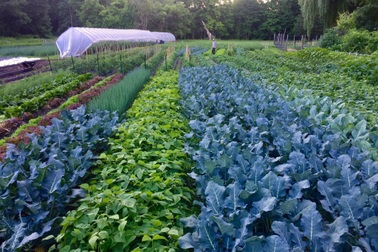 Ngắm mãi không chán trang trại của vợ chồng trẻ đủ rau cho một cộng đồng