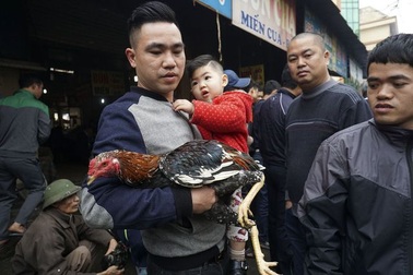 Sống chậm ở phiên chợ gà chọi ngày 30 Tết
