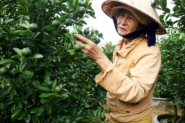 Giảm diện tích trồng hoa Tết do lo ngại ảnh hưởng của dịch Covid-19