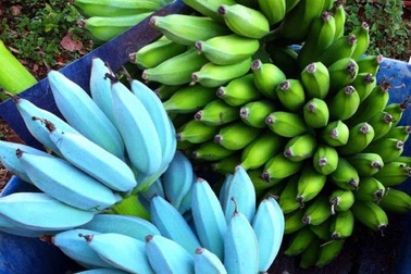 Kỳ lạ loại chuối xanh da trời có vị kem vani giá hơn 2 triệu mỗi nải