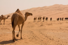 Tác dụng thực sự của bướu trên lưng lạc đà là gì?