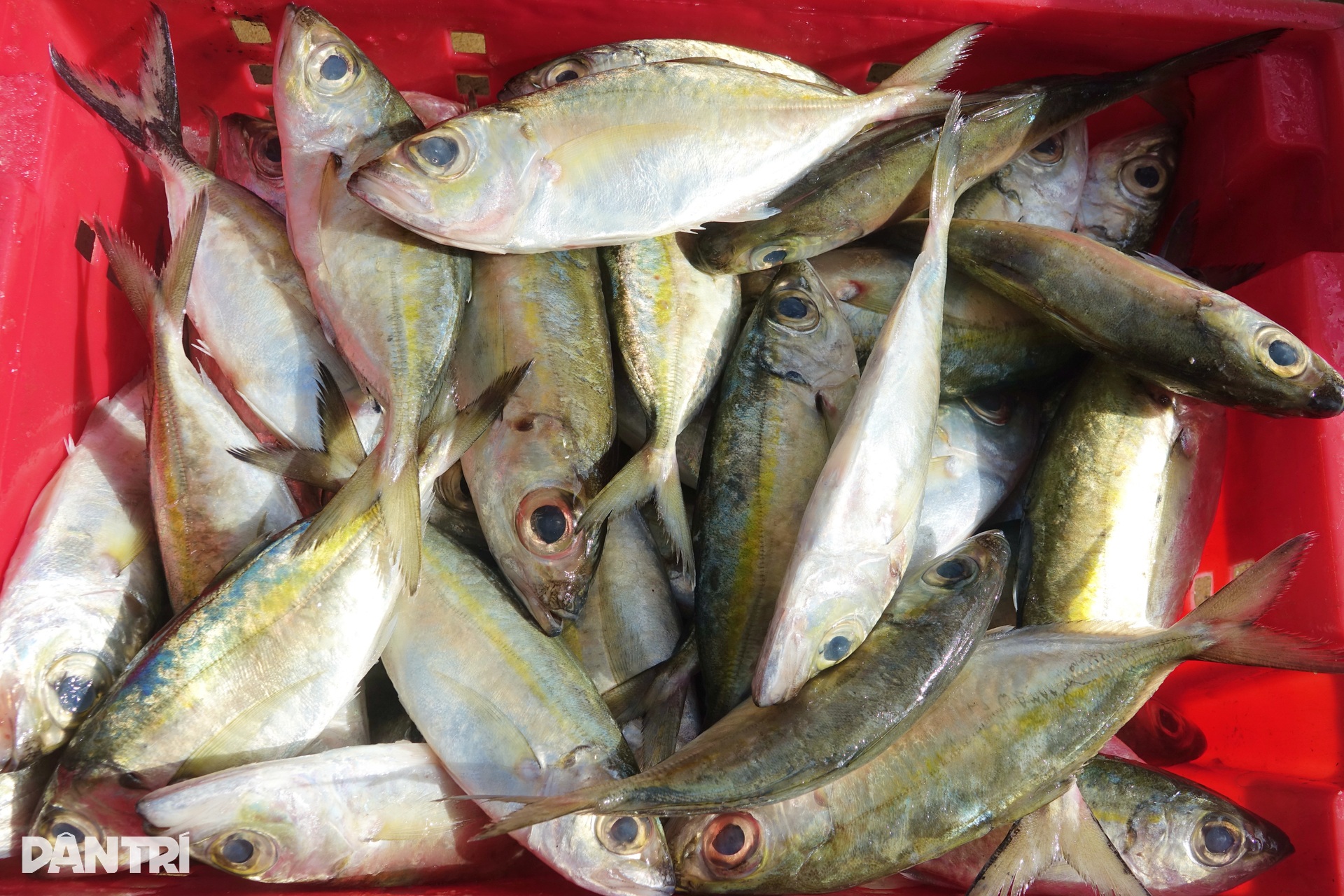 Cuộc sống trở lại nơi cảng cá huyết mạch miền Tây sau bão - 7 Cuộc sống trở lại nơi cảng cá huyết mạch miền Tây sau bão - 7