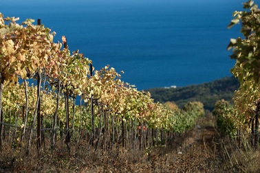 Mùa thu đẹp như tranh trên bán đảo Crimea