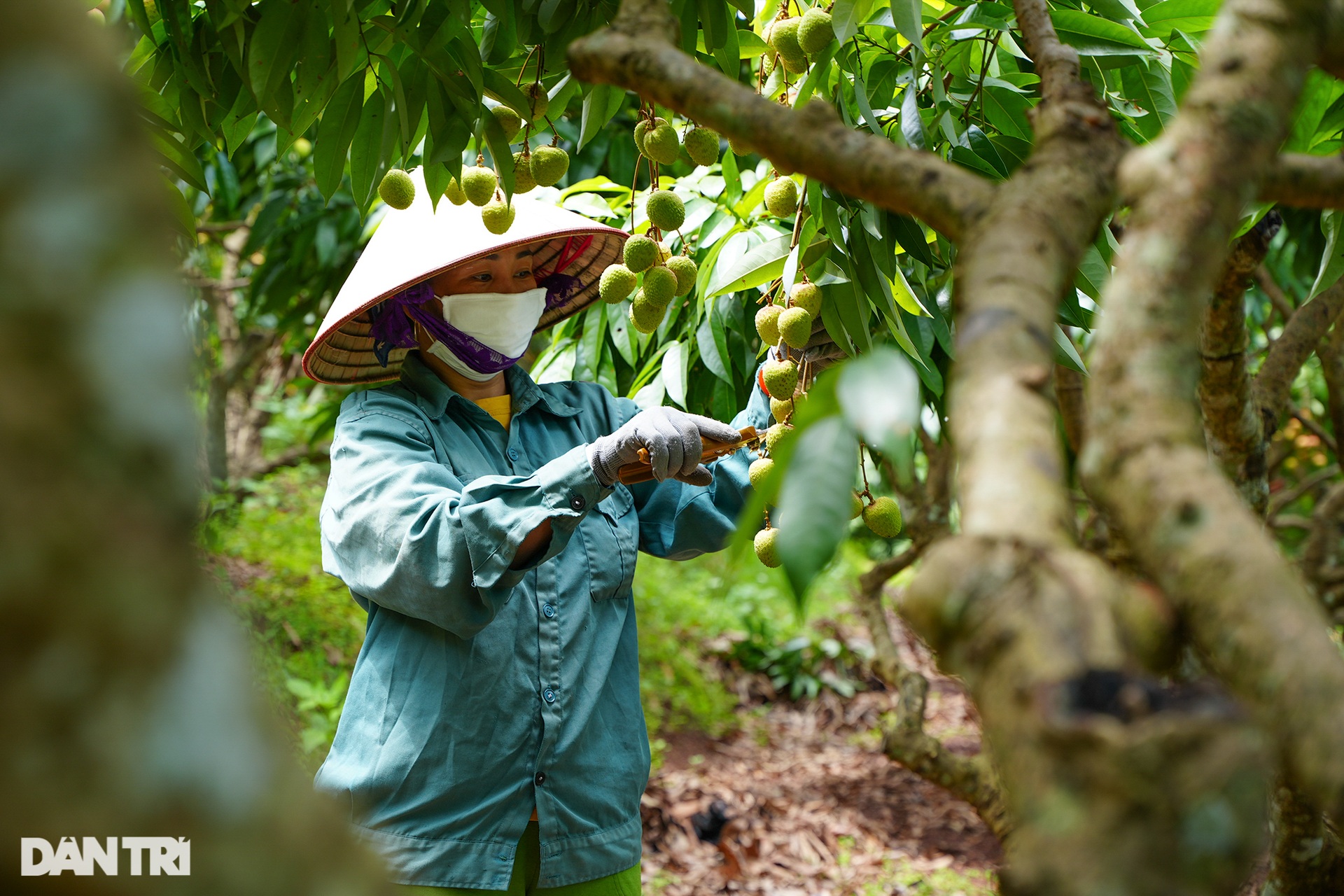 Thủ phủ vải sớm Tân Yên được mùa, người dân phấn khởi thu hoạch - 4 Thủ phủ vải sớm Tân Yên được mùa, người dân phấn khởi thu hoạch - 4