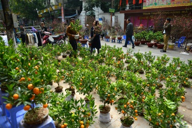 Cây quất - Biểu tượng cho mọi điều tốt lành