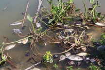 Cá chết bốc mùi hôi thối kéo dài hơn 1km trên sông Cổ Cò ở Hội An