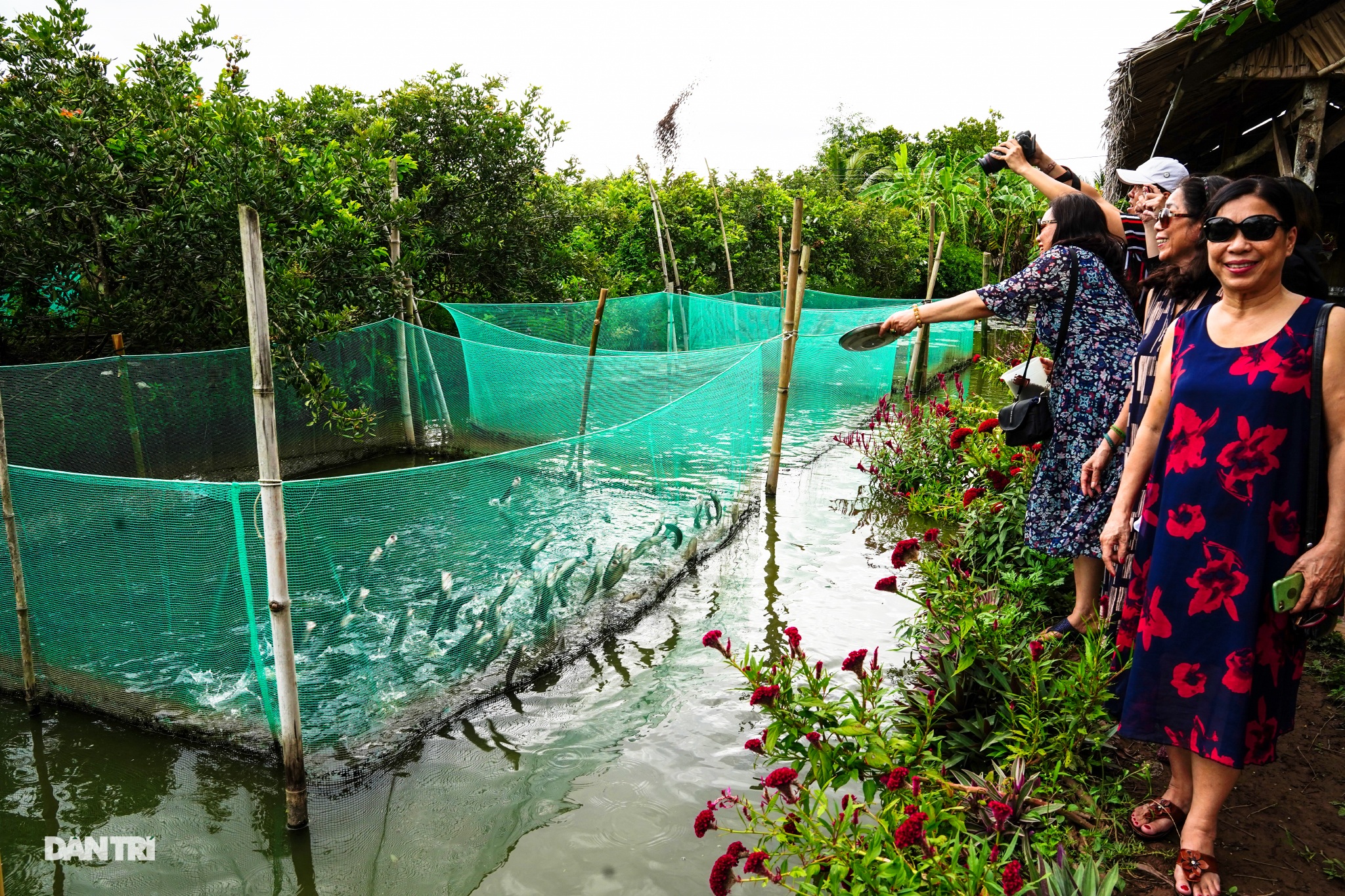 Về Cồn Sơn xem cá lóc… bú bình, ăn cơm phải… đút - 13