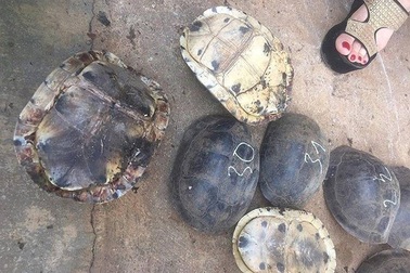 Phát hiện xe khách chở gần 500 kg rùa, rắn thuộc diện quý hiếm