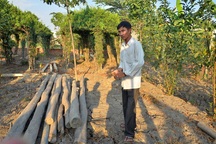 Đề nghị rút quyết định truy tố người cho chủ quán cà phê "Xin chào" thuê đất