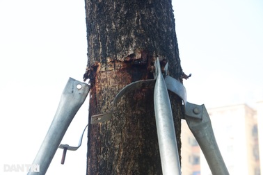 Cận cảnh "gông cùm" siết chặt hàng cây xanh đang tuổi lớn trên đường Hà Nội