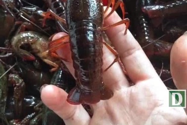 Tôm hùm đất "khan hàng" vì bị lực lượng chức năng kiểm tra ráo riết