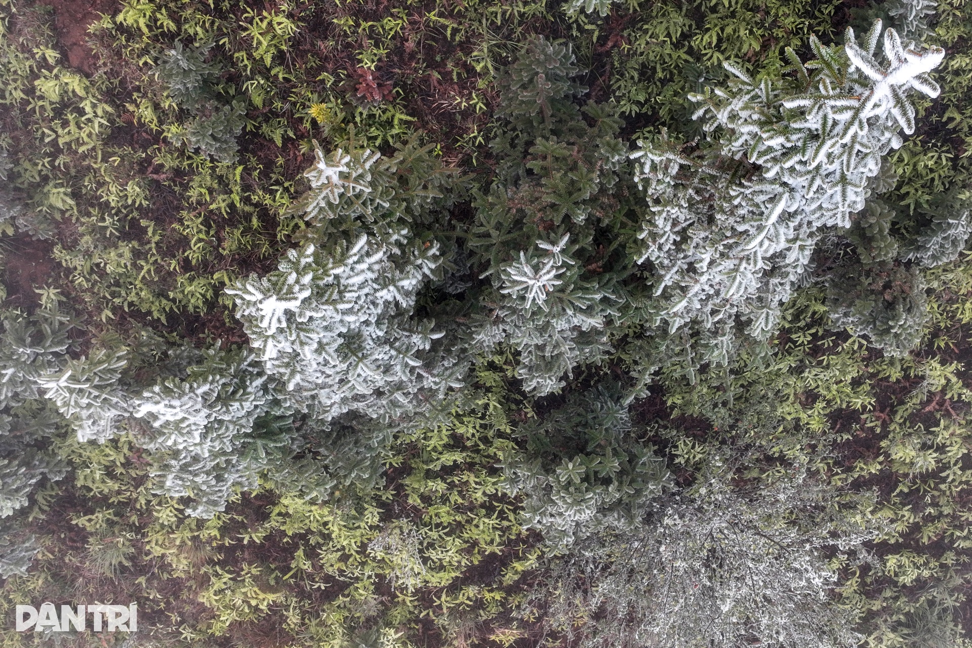 Hình ảnh băng giá phủ trắng núi đồi Y Tý - 3 Hình ảnh băng giá phủ trắng núi đồi Y Tý - 3