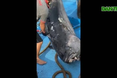 Ngư dân Bình Định câu được cá ngừ đại dương "khủng"