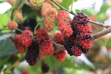 Chiêm ngưỡng vườn dâu tằm siêu to khổng lồ ở Hà Nội