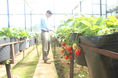 Dán tem cho dâu tây Đà Lạt