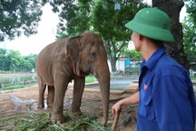 Tài trợ chi phí "giải cứu" 2 cá thể voi ở công viên Thủ Lệ