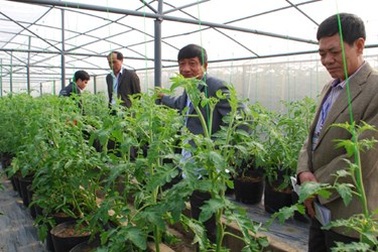 Tỷ phú đô la thích trồng rau