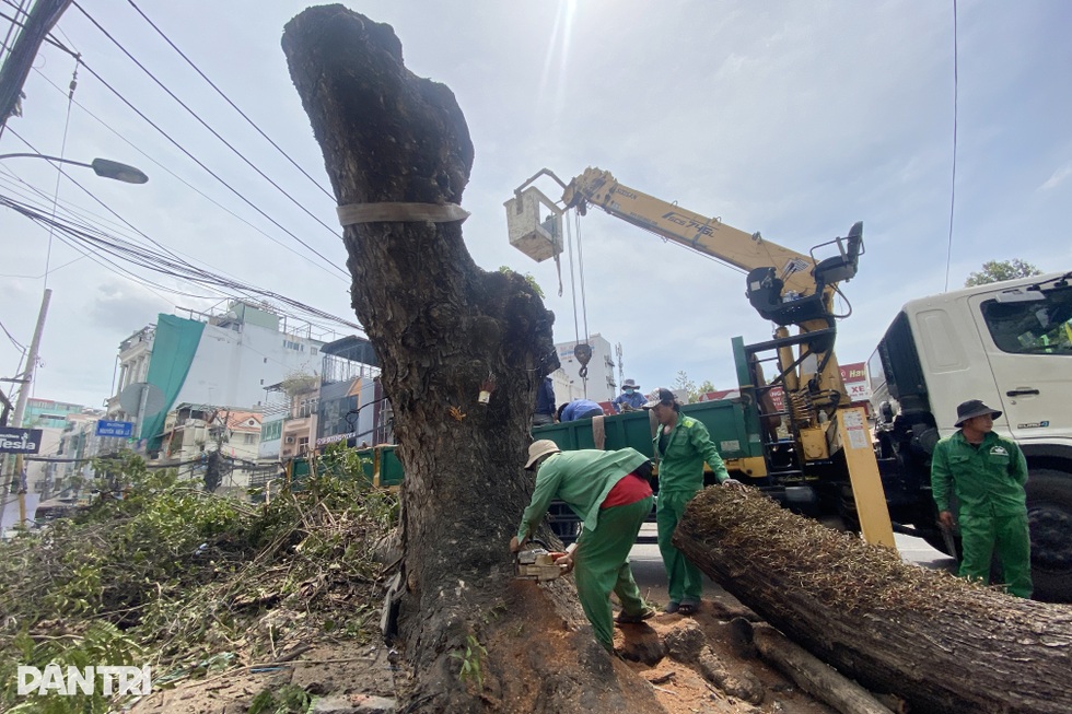 Người dân TPHCM tiếc nuối những tuyến đường rợp bóng cây xanh - 2 Người dân TPHCM tiếc nuối những tuyến đường rợp bóng cây xanh - 2