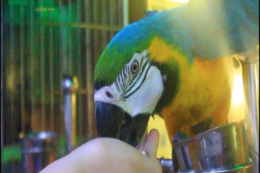 Thú chơi “vẹt nhà giàu” nghìn đô tại Hà Nội