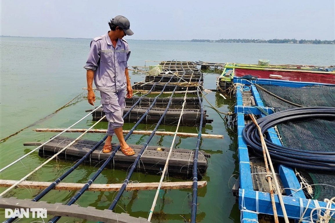 Nuôi loài cá hay nhõng nhẽo đòi ăn, ông bà phù hộ mới giàu được - 8 Nuôi loài cá hay nhõng nhẽo đòi ăn, ông bà phù hộ mới giàu được - 8