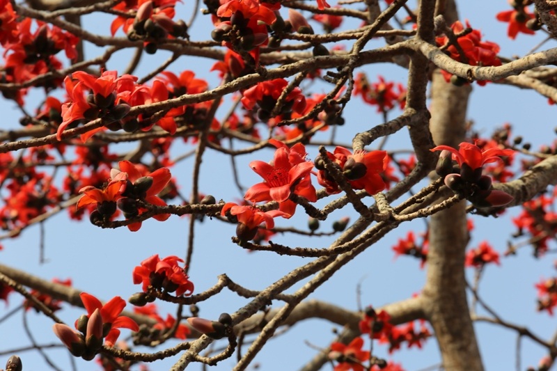 Ngắm cây hoa gạo cổ thụ trước sân đền hàng trăm năm tuổi - 6 Ngắm cây hoa gạo cổ thụ trước sân đền hàng trăm năm tuổi - 6