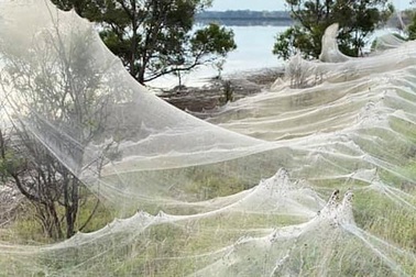 Mạng nhện khổng lồ như phim khoa học viễn tưởng khiến dân bản địa sợ hãi