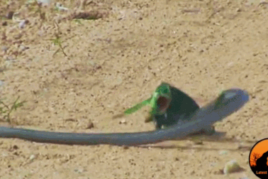 Cận cảnh “trận chiến” giữa rắn độc với tắc kè hoa