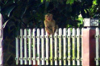 Bị khỉ hoang quậy phá, dân lại sợ thợ săn