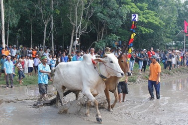 Hàng ngàn người đến xem 37 đôi bò tranh tài quyết liệt