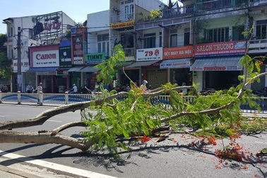 Cây phượng đổ ngang đường, 2 người bị thương