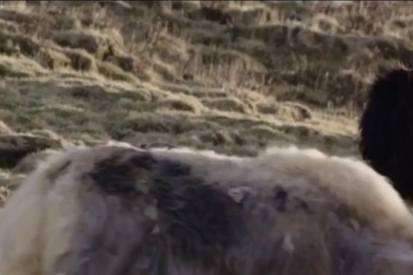 Cận cảnh bò Tây Tạng mẹ dạy cho báo tuyết một bài học nhớ đời