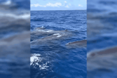 Đàn cá nhà táng vây quanh thuyền ngư dân hơn một giờ