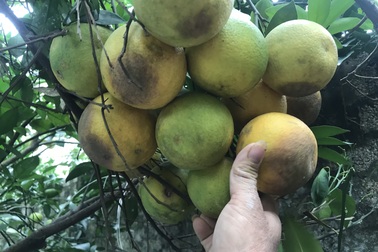 Nuốt nước mắt nhìn cam đặc sản nức tiếng rụng dần