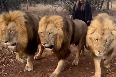 Cô gái dắt 3 sư tử đực đi dạo gây kinh ngạc