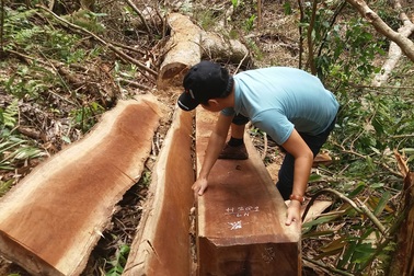 Để lâm tặc phá rừng, 3 cán bộ lâm trường bị cho thôi việc