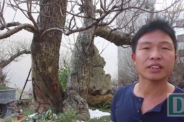 Đào rừng dáng “rồng bay” độc nhất vô nhị